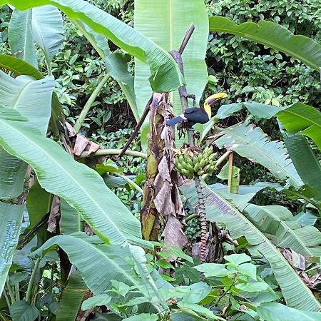 Mussaenda, Arenal Hotel La Fortuna Ngoại thất bức ảnh